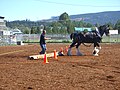 Clydesdale bei einem Rückepferd-Wettbewerb