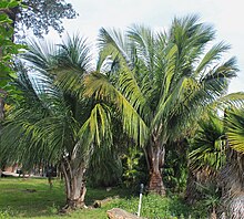 Pair of young Beccariophoenix alfredii