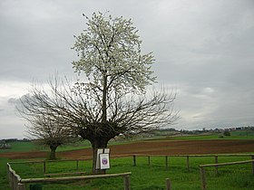 Arbre double de Casorzo.