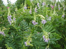 Orvosi kecskeruta Galega officinalis