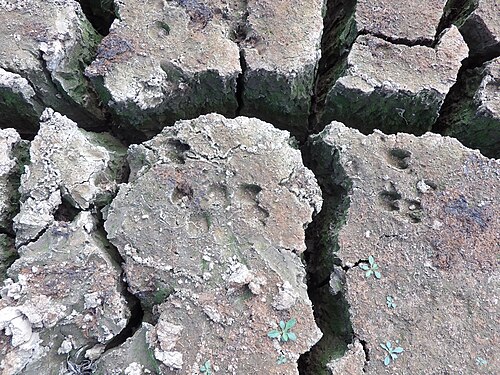 Goat footprints in a dry terrain