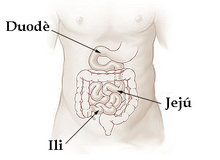 Illu small intestine català.png