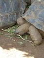 Les tortues géantes de Pamplemousses