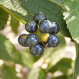 Close-up of mature fruits