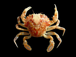 Liocarcinus marmoreus 2.jpg