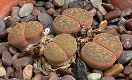 Lithops lesliei