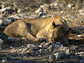 Leeuw (Panthera leo)