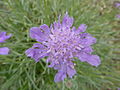 Scabiosa graminifolia