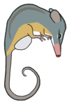 Honey possum