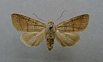 Agrochola humilis – Specimen