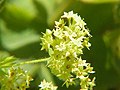 Miniatura para Alchemilla alpina