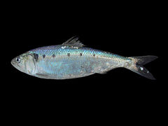 Alosa fallax (Clupeidae)