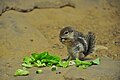 Antelope squirrel in Darwineum