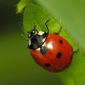 Goddeshanken-Oard Coccinella septempunctata