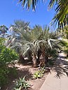 Group planting of Brahea armata, Phoenix, AZ