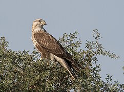 Photographie en couleurs d'un rapace brun, la tête plus claire, vu de profil, tournant la tête derrière lui, perché sur des feuillages.