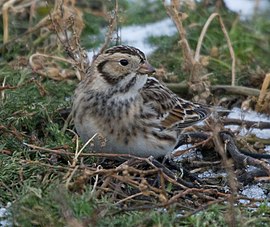 Подорожник лапландський (Calcarius lapponicus)