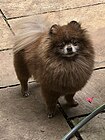 Anjing Pomerania coklat