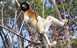 Kroonsifaka (Propithecus coronatus