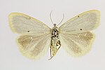 Cybosia mesomella – Specimen