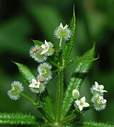 Flower and fruit of G. aparine. The fruit is an adhesive burr that clings to animals passing by to spread the seed.