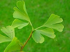 Ginkgo-folioj