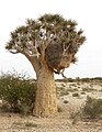 Ninho de tecelão nos galhos da árvore na região de Cabo Setentrional, África do Sul.