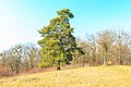 Protektata arbo Krčmaňský borek