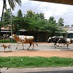 Mahadevapura bus stand