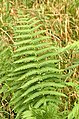 Pérnatec horský (Thelypteris limbosperma)