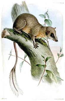 Ptilocercus lowii