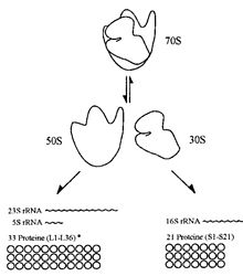 Ribosom70S50S30S.jpg