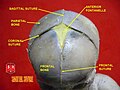 Sagittal suture.