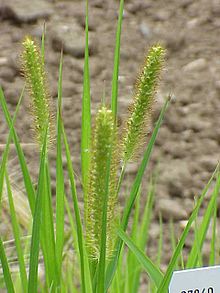 Setaria viridis2.jpg