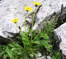 Taraxacum sect. Alpina