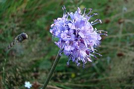 Gewöhnlicher Teufelsabbiss (Succisa pratensis)