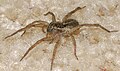 Florida wolf spider