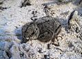 African oystercatcher chick