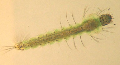 Anopheles larva (eucephalic larvae)