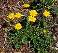 Aposeris foetida