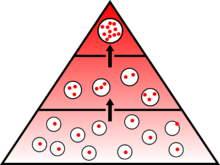 Bioakkumulation von schadstoffen.png