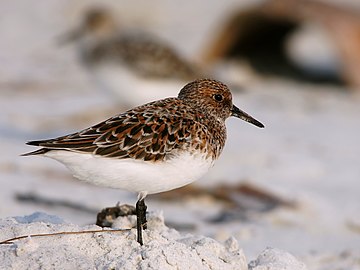 Sanderla (Calidris alba)