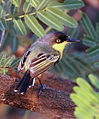 Common tody-flycatcher