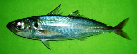 Decapterus russelli