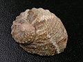 A shell of Haliotis cyclobates