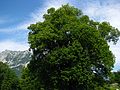 Die Hindenburglinde bei Ramsau