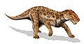 Lycaenops