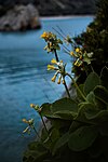 Primula palinuri, nationalparkens symbol