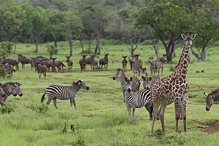 Masai giraffe, plains zebra and blue gnu