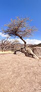 Característico árbol en la cima del Cerro Ceremonial de la Luna